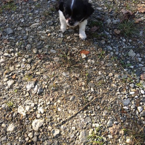 2 magnifiques chiots chihuahua male . #5