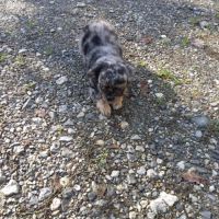 2 magnifiques chiots chihuahua male . #1