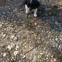 2 magnifiques chiots chihuahua male . #5