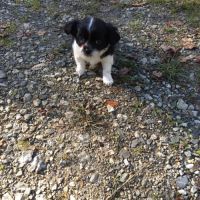 2 magnifiques chiots chihuahua male . #6