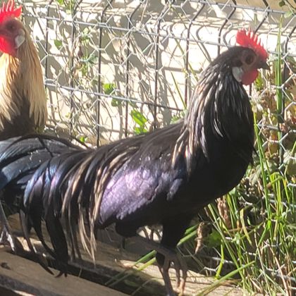 Donne coq phoenix #3