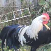 Donne coq phoenix #0