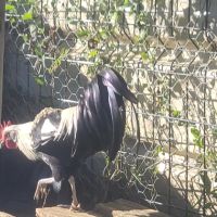 Donne coq phoenix #2