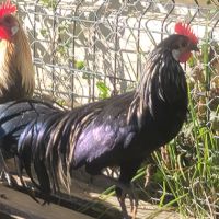 Donne coq phoenix #3