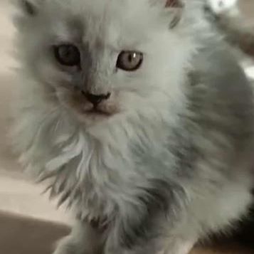 Deux très belles femelles maine coon