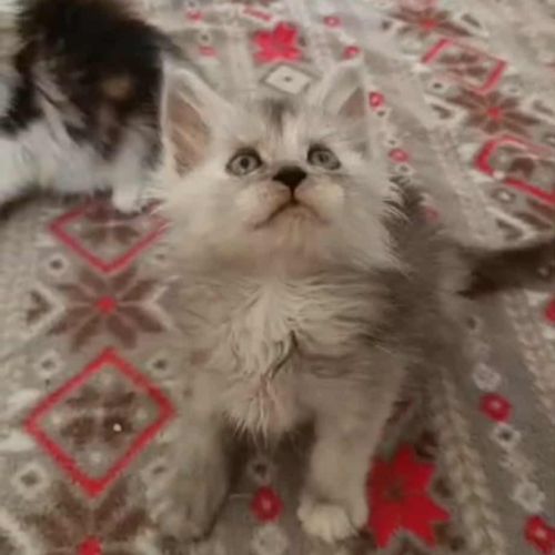 Deux très belles femelles maine coon #2