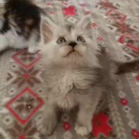 Deux très belles femelles maine coon #2