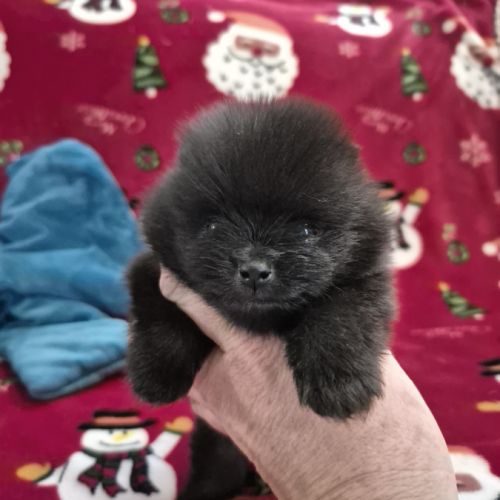 2 magnifiques bébés spitz nain à réserver #5