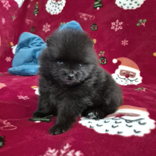 2 magnifiques bébés spitz nain à réserver #0