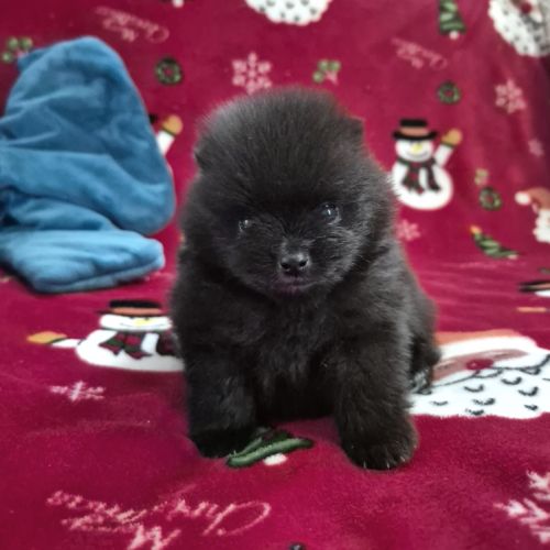 2 magnifiques bébés spitz nain à réserver #7