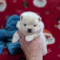 2 magnifiques bébés spitz nain à réserver #1