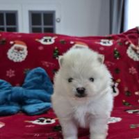 2 magnifiques bébés spitz nain à réserver #2