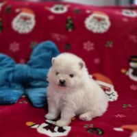 2 magnifiques bébés spitz nain à réserver #3