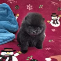 2 magnifiques bébés spitz nain à réserver #4