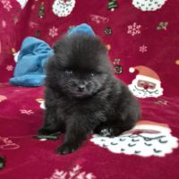 2 magnifiques bébés spitz nain à réserver