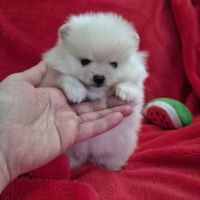Dernier magnifique bébé spitz nain à réserver