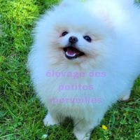 2 magnifiques bébés spitz nain à réserver #8