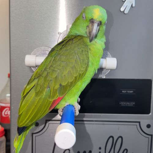 Amazone nuque d'or #1