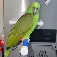 Amazone nuque d'or #1