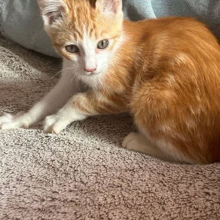 Huggy, adorable chaton à l'adoption