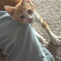 Huggy, adorable chaton à l'adoption #1