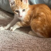 Huggy, adorable chaton à l'adoption