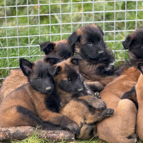 Berger belge malinois #0