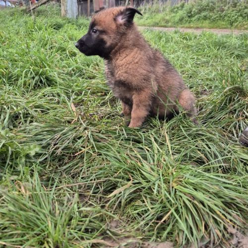 Berger belge malinois #3