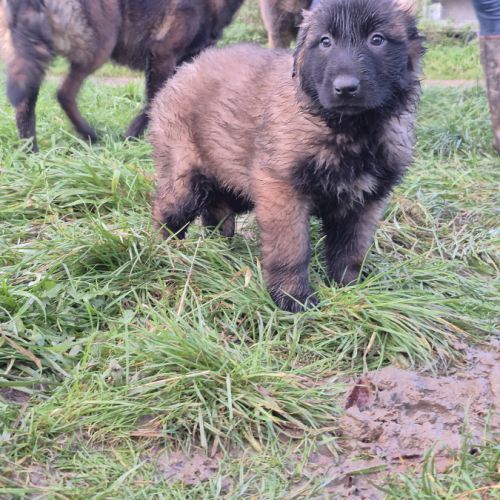 Berger belge malinois #6
