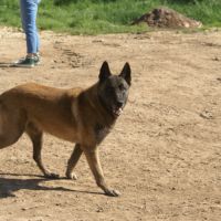Berger belge malinois #1
