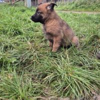 Berger belge malinois #3