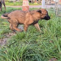 Berger belge malinois #4