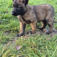 Berger belge malinois #5