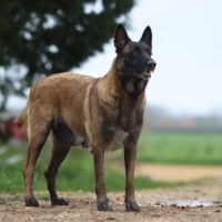 Berger belge malinois #7