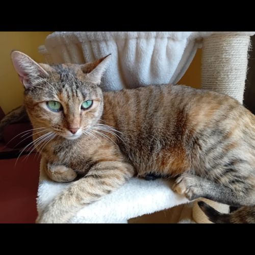 Nina*, adorable minette à l'adoption #1