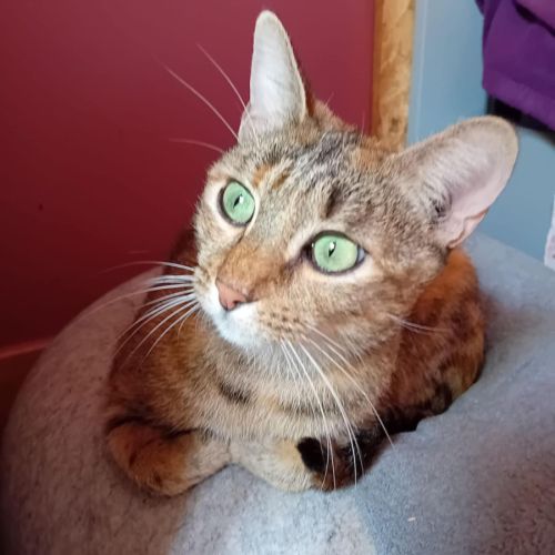 Nina*, adorable minette à l'adoption