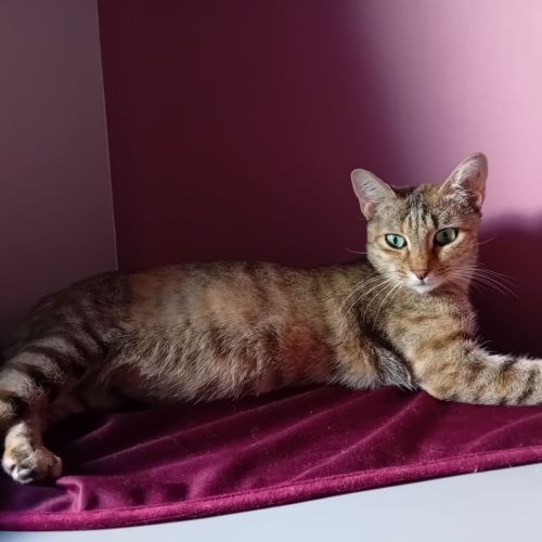 Nina*, adorable minette à l'adoption #3