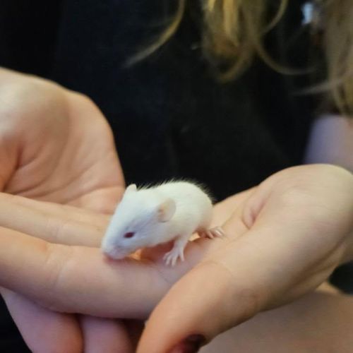 Souris domestique #2