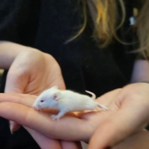 Souris domestique #3