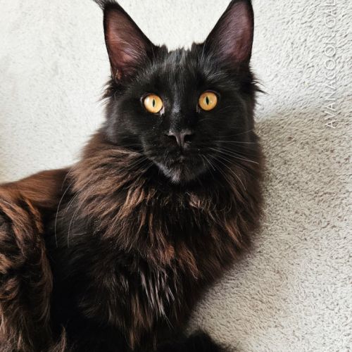 Chatons de maine coon champion europe loof #1