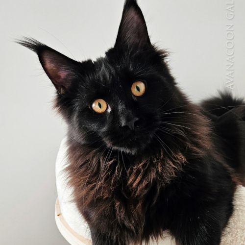 Chatons de maine coon champion europe loof #2