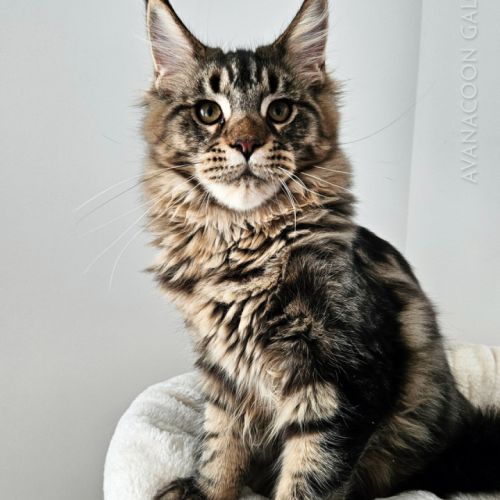 Chatons de maine coon champion europe loof