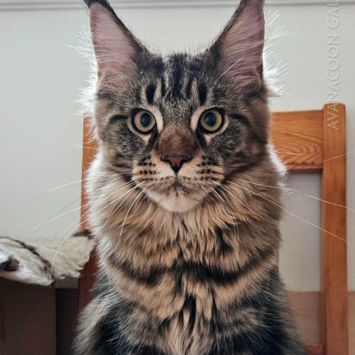Chatons de maine coon champion europe loof #4