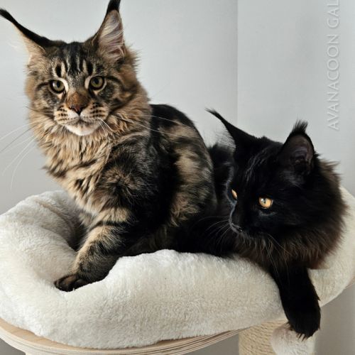 Chatons de maine coon champion europe loof #5