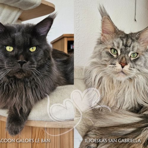 Chatons de maine coon champion europe loof #6
