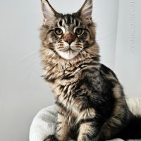 Chatons de maine coon champion europe loof #0