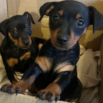 Chiots pinscher nain #0