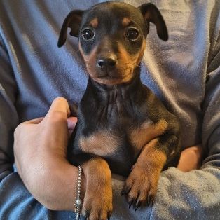 Chiots pinscher nain #2