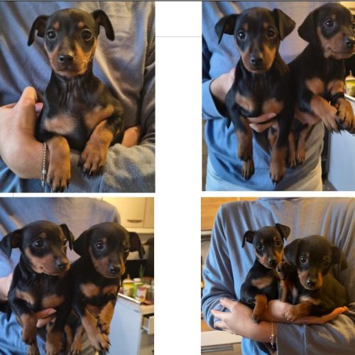 Chiots pinscher nain #3