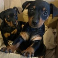 Chiots pinscher nain